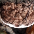 Plokščiasis blizgutis - Ganoderma applanatum | Fotografijos autorius : Aleksandras Stabrauskas | © Macronature.eu | Macro photography web site