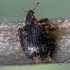 Ash Weevil - Stereonychus fraxini | Fotografijos autorius : Kazimieras Martinaitis | © Macronature.eu | Macro photography web site