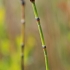 Margasis asiūklis - Equisetum variegatum | Fotografijos autorius : Gintautas Steiblys | © Macrogamta.lt | Šis tinklapis priklauso bendruomenei kuri domisi makro fotografija ir fotografuoja gyvąjį makro pasaulį.