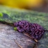 Aukšliataurė - Ascocoryne sp. | Fotografijos autorius : Eglė Vičiuvienė | © Macrogamta.lt | Šis tinklapis priklauso bendruomenei kuri domisi makro fotografija ir fotografuoja gyvąjį makro pasaulį.