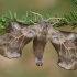 Aspen Hawkmoth - Laothoe amurensis | Fotografijos autorius : Gintautas Steiblys | © Macronature.eu | Macro photography web site