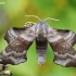 Aspen Hawkmoth - Laothoe amurensis | Fotografijos autorius : Arūnas Eismantas | © Macronature.eu | Macro photography web site