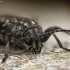 Aspen Zebra Beetle - Xylotrechus rusticus | Fotografijos autorius : Vidas Brazauskas | © Macronature.eu | Macro photography web site