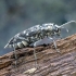Aspen Zebra beetle - Xylotrechus rusticus | Fotografijos autorius : Kazimieras Martinaitis | © Macronature.eu | Macro photography web site