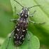 Aspen Zebra beetle - Xylotrechus rusticus | Fotografijos autorius : Oskaras Venckus | © Macronature.eu | Macro photography web site
