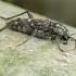 Aspen Zebra beetle - Xylotrechus rusticus | Fotografijos autorius : Gintautas Steiblys | © Macronature.eu | Macro photography web site