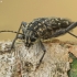 Aspen Zebra beetle - Xylotrechus rusticus | Fotografijos autorius : Vidas Brazauskas | © Macronature.eu | Macro photography web site