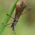 Assassin Bug - Pygolampis bidentata  | Fotografijos autorius : Gintautas Steiblys | © Macronature.eu | Macro photography web site