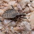 Assassin bug - Holotrichius sp. ♀ | Fotografijos autorius : Žilvinas Pūtys | © Macronature.eu | Macro photography web site