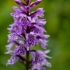 Aukštoji gegūnė - Dactylorhiza fuchsii | Fotografijos autorius : Kęstutis Obelevičius | © Macrogamta.lt | Šis tinklapis priklauso bendruomenei kuri domisi makro fotografija ir fotografuoja gyvąjį makro pasaulį.