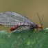 Auksaakė - Nothochrysa capitata | Fotografijos autorius : Gintautas Steiblys | © Macrogamta.lt | Šis tinklapis priklauso bendruomenei kuri domisi makro fotografija ir fotografuoja gyvąjį makro pasaulį.