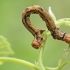 Auksasprindis - Agriopis aurantiaria, vikšras | Fotografijos autorius : Gintautas Steiblys | © Macrogamta.lt | Šis tinklapis priklauso bendruomenei kuri domisi makro fotografija ir fotografuoja gyvąjį makro pasaulį.