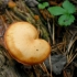 Auksaviršė karteklė - Gymnopilus penetrans (?) | Fotografijos autorius : Aleksandras Stabrauskas | © Macrogamta.lt | Šis tinklapis priklauso bendruomenei kuri domisi makro fotografija ir fotografuoja gyvąjį makro pasaulį.