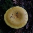 Auksiškoji ūmėdė - Russula claroflava | Fotografijos autorius : Vitalij Drozdov | © Macrogamta.lt | Šis tinklapis priklauso bendruomenei kuri domisi makro fotografija ir fotografuoja gyvąjį makro pasaulį.