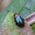 Auksiškoji puošniaspragė - Crepidoera aurata | Fotografijos autorius : Romas Ferenca | © Macrogamta.lt | Šis tinklapis priklauso bendruomenei kuri domisi makro fotografija ir fotografuoja gyvąjį makro pasaulį.