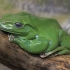 Australian green tree frog - Ranoidea caerulea | Fotografijos autorius : Gintautas Steiblys | © Macrogamta.lt | Šis tinklapis priklauso bendruomenei kuri domisi makro fotografija ir fotografuoja gyvąjį makro pasaulį.