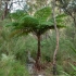 Australian tree fern - Sphaeropteris cooperi | Fotografijos autorius : Žilvinas Pūtys | © Macronature.eu | Macro photography web site