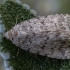 Autophila anaphanes | Fotografijos autorius : Žilvinas Pūtys | © Macronature.eu | Macro photography web site