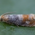 Avietinė epinocija - Lepteucosma huebneriana | Fotografijos autorius : Žilvinas Pūtys | © Macrogamta.lt | Šis tinklapis priklauso bendruomenei kuri domisi makro fotografija ir fotografuoja gyvąjį makro pasaulį.