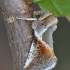 Avietinis pūkanugaris - Habrosyne pyritoides | Fotografijos autorius : Arūnas Eismantas | © Macrogamta.lt | Šis tinklapis priklauso bendruomenei kuri domisi makro fotografija ir fotografuoja gyvąjį makro pasaulį.