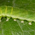 Avietinis pelėdgalvis - Euplexia lucipara, vikšras | Fotografijos autorius : Gintautas Steiblys | © Macrogamta.lt | Šis tinklapis priklauso bendruomenei kuri domisi makro fotografija ir fotografuoja gyvąjį makro pasaulį.