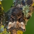Avietinis pelėdgalvis - Euplexia lucipara | Fotografijos autorius : Žilvinas Pūtys | © Macrogamta.lt | Šis tinklapis priklauso bendruomenei kuri domisi makro fotografija ir fotografuoja gyvąjį makro pasaulį.