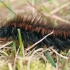 Avietinis verpikas - Macrothylacia rubi, vikšras | Fotografijos autorius : Gintautas Steiblys | © Macrogamta.lt | Šis tinklapis priklauso bendruomenei kuri domisi makro fotografija ir fotografuoja gyvąjį makro pasaulį.