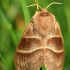 Avietinis verpikas - Macrothylacia rubi | Fotografijos autorius : Ramunė Vakarė | © Macrogamta.lt | Šis tinklapis priklauso bendruomenei kuri domisi makro fotografija ir fotografuoja gyvąjį makro pasaulį.