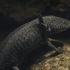 Axolotl - Ambystoma mexicanum | Fotografijos autorius : Gintautas Steiblys | © Macronature.eu | Macro photography web site