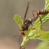 Azijinė smiltvapsvė - Sceliphron curvatum | Fotografijos autorius : Gintautas Steiblys | © Macrogamta.lt | Šis tinklapis priklauso bendruomenei kuri domisi makro fotografija ir fotografuoja gyvąjį makro pasaulį.