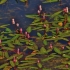 Būdmainis rūgtis - Polygonum amphibia (Persicaria amphibia) | Fotografijos autorius : Kęstutis Obelevičius | © Macrogamta.lt | Šis tinklapis priklauso bendruomenei kuri domisi makro fotografija ir fotografuoja gyvąjį makro pasaulį.