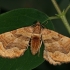 Balandinė cidarija - Pelurga comitata | Fotografijos autorius : Gintautas Steiblys | © Macrogamta.lt | Šis tinklapis priklauso bendruomenei kuri domisi makro fotografija ir fotografuoja gyvąjį makro pasaulį.