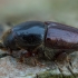 Balangraužis ardytojas - Scolytus scolytus | Fotografijos autorius : Žilvinas Pūtys | © Macrogamta.lt | Šis tinklapis priklauso bendruomenei kuri domisi makro fotografija ir fotografuoja gyvąjį makro pasaulį.