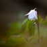 Baltažiedė plukė - Anemonoides nemorosa | Fotografijos autorius : Arūnas Eismantas | © Macrogamta.lt | Šis tinklapis priklauso bendruomenei kuri domisi makro fotografija ir fotografuoja gyvąjį makro pasaulį.