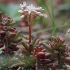 Baltažiedis šilokas - Sedum album | Fotografijos autorius : Gintautas Steiblys | © Macrogamta.lt | Šis tinklapis priklauso bendruomenei kuri domisi makro fotografija ir fotografuoja gyvąjį makro pasaulį.