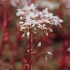 Baltažiedis šilokas - Sedum album | Fotografijos autorius : Gintautas Steiblys | © Macrogamta.lt | Šis tinklapis priklauso bendruomenei kuri domisi makro fotografija ir fotografuoja gyvąjį makro pasaulį.