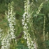 Baltažiedis barkūnas – Melilotus albus | Fotografijos autorius : Vytautas Gluoksnis | © Macrogamta.lt | Šis tinklapis priklauso bendruomenei kuri domisi makro fotografija ir fotografuoja gyvąjį makro pasaulį.