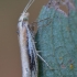 Baltadėmė šydinė kandis - Ypsolopha parenthesella | Fotografijos autorius : Arūnas Eismantas | © Macrogamta.lt | Šis tinklapis priklauso bendruomenei kuri domisi makro fotografija ir fotografuoja gyvąjį makro pasaulį.