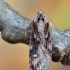 Baltadėmis semioskopis - Semioscopis oculella | Fotografijos autorius : Arūnas Eismantas | © Macrogamta.lt | Šis tinklapis priklauso bendruomenei kuri domisi makro fotografija ir fotografuoja gyvąjį makro pasaulį.