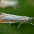 Baltadryžis samaniukas - Catoptria margaritella | Fotografijos autorius : Žilvinas Pūtys | © Macrogamta.lt | Šis tinklapis priklauso bendruomenei kuri domisi makro fotografija ir fotografuoja gyvąjį makro pasaulį.