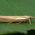 Baltajuostė agrifila - Agriphila selasella | Fotografijos autorius : Žilvinas Pūtys | © Macrogamta.lt | Šis tinklapis priklauso bendruomenei kuri domisi makro fotografija ir fotografuoja gyvąjį makro pasaulį.