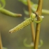 Baltasis gluosnis - Salix alba | Fotografijos autorius : Gintautas Steiblys | © Macrogamta.lt | Šis tinklapis priklauso bendruomenei kuri domisi makro fotografija ir fotografuoja gyvąjį makro pasaulį.