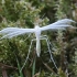 Baltasis pirštasparnis - Pterophorus pentadactyla | Fotografijos autorius : Vytautas Gluoksnis | © Macrogamta.lt | Šis tinklapis priklauso bendruomenei kuri domisi makro fotografija ir fotografuoja gyvąjį makro pasaulį.