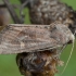 Baltataškis pelkinukas - Helotropha leucostigma | Fotografijos autorius : Žilvinas Pūtys | © Macrogamta.lt | Šis tinklapis priklauso bendruomenei kuri domisi makro fotografija ir fotografuoja gyvąjį makro pasaulį.