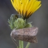 Baltataškis pievinukas - Mythimna albipuncta | Fotografijos autorius : Žilvinas Pūtys | © Macrogamta.lt | Šis tinklapis priklauso bendruomenei kuri domisi makro fotografija ir fotografuoja gyvąjį makro pasaulį.