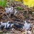 Baltaviršūnis elniagrybis | Candlestick fungus | Xylaria hypoxylon | Fotografijos autorius : Darius Baužys | © Macrogamta.lt | Šis tinklapis priklauso bendruomenei kuri domisi makro fotografija ir fotografuoja gyvąjį makro pasaulį.