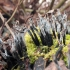 Baltaviršūnis elniagrybis - Xylaria hypoxylon | Fotografijos autorius : Vytautas Gluoksnis | © Macrogamta.lt | Šis tinklapis priklauso bendruomenei kuri domisi makro fotografija ir fotografuoja gyvąjį makro pasaulį.