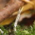 Baltaviršūnis elniagrybis - Xylaria hypoxylon | Fotografijos autorius : Vidas Brazauskas | © Macrogamta.lt | Šis tinklapis priklauso bendruomenei kuri domisi makro fotografija ir fotografuoja gyvąjį makro pasaulį.