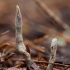 Baltaviršūnis elniagrybis - Xylaria hypoxylon | Fotografijos autorius : Žilvinas Pūtys | © Macrogamta.lt | Šis tinklapis priklauso bendruomenei kuri domisi makro fotografija ir fotografuoja gyvąjį makro pasaulį.