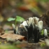 Baltaviršūnis elniagrybis - Xylaria hypoxylon | Fotografijos autorius : Vidas Brazauskas | © Macrogamta.lt | Šis tinklapis priklauso bendruomenei kuri domisi makro fotografija ir fotografuoja gyvąjį makro pasaulį.